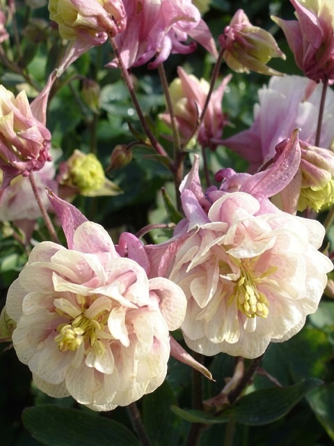 AQUILEGIA WINKY DOUBLE ROSE WHITE