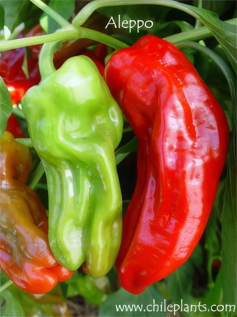 ChilePlants ALEPPO Live Chile Pepper Plant