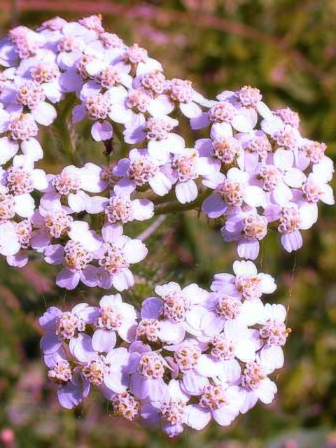 Achillea camtschatica Love Parade