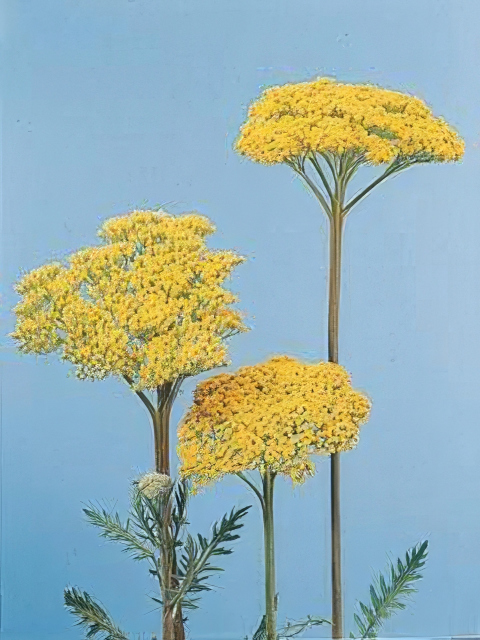 Achillea filipendulina