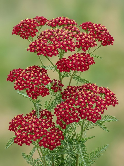 Achillea millefolium Cerise Queen