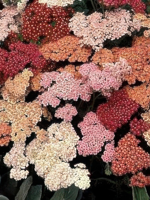 ACHILLEA MILLEFOLIUM SUMMER BERRIES