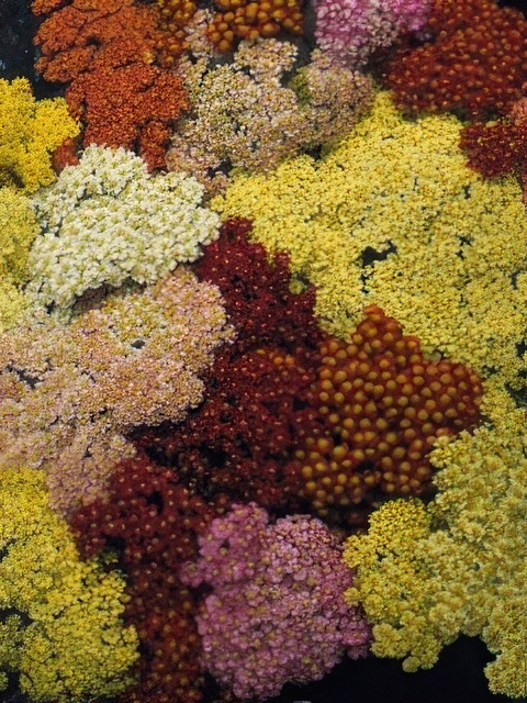 ACHILLEA MILLEFOLIUM SUMMER PASTELS