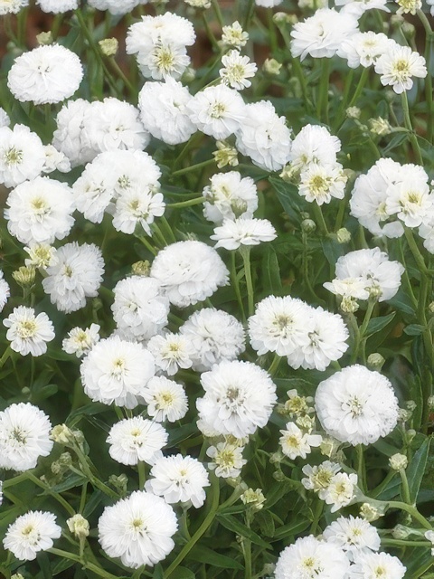 Achillea ptarmica Marshmallow