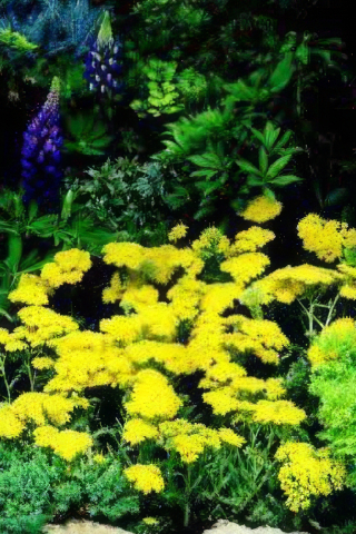 Achillea tomentosa Golden Fleece