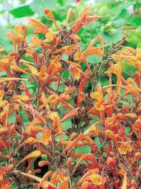 AGASTACHE APRICOT SPRITE