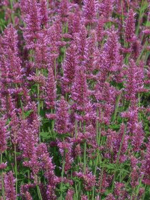Agastache Arcado Pink