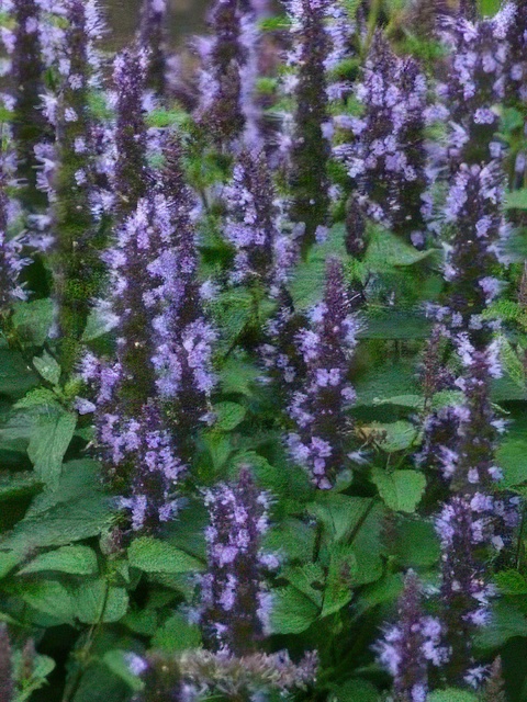 Agastache Astello Indigo