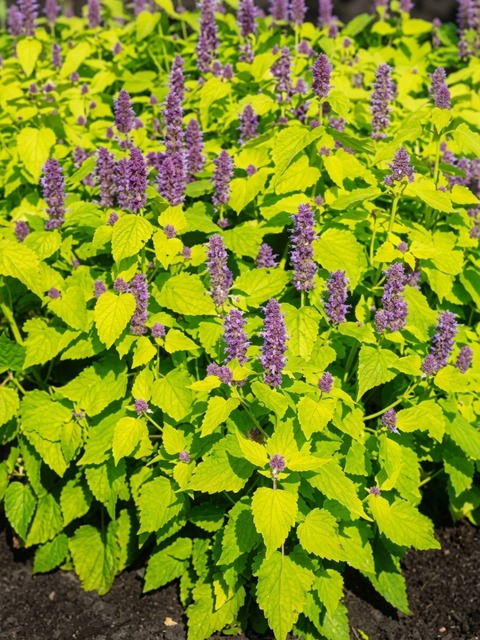 AGASTACHE GOLDEN JUBILEE