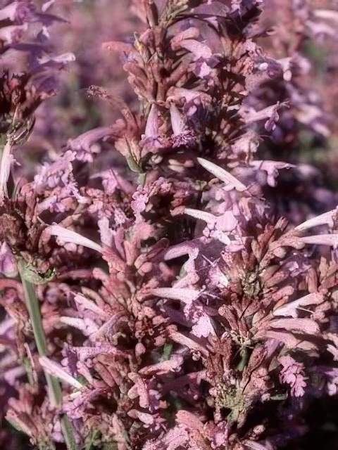 AGASTACHE HEATHER QUEEN