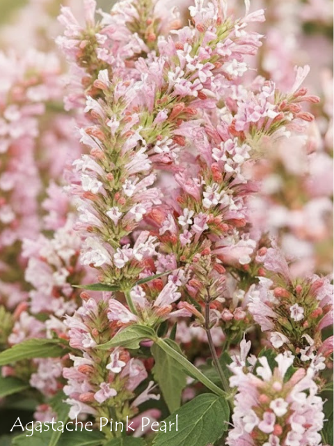 AGASTACHE PINK PEARL