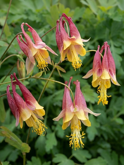 AQUILEGIA CANADENSIS