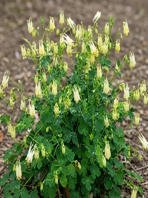 AQUILEGIA CORBETT