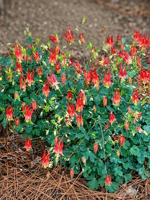 AQUILEGIA LITTLE LANTERNS