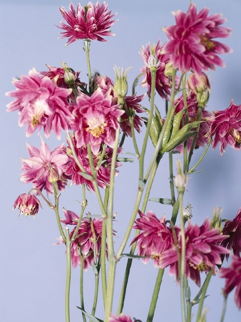 AQUILEGIA NORA BARLOW