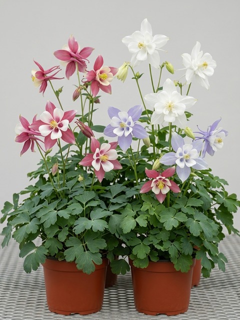 AQUILEGIA ORIGAMI