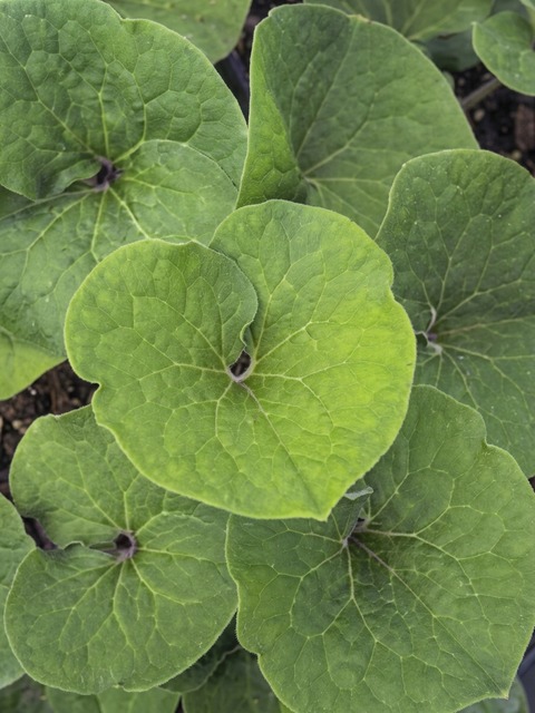 ASARUM CANADENSE