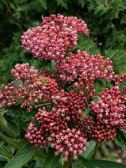 ASCLEPIAS CINDERELLA