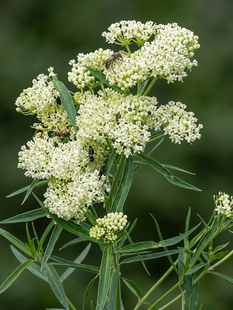ASCLEPIAS ICE BALLET