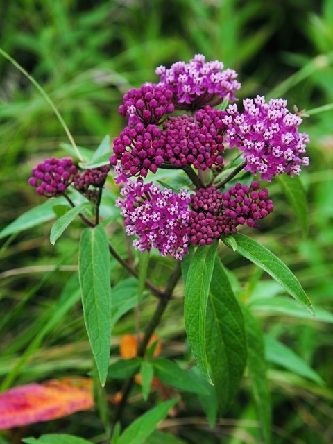 ASCLEPIAS INCARNATA