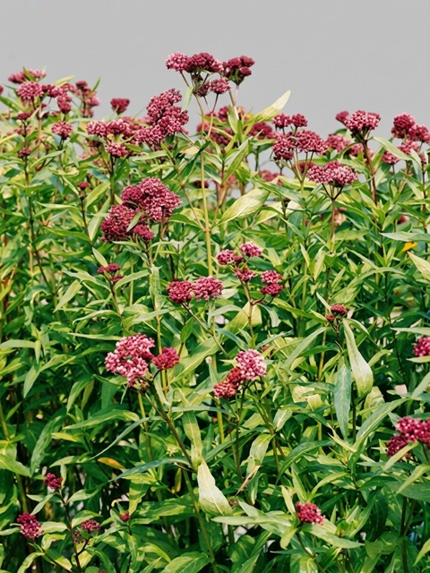 ASCLEPIAS SOULMATE