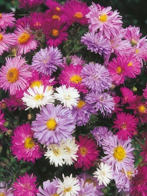 Aster Alpinus Beauty Mix