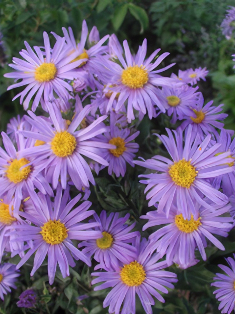 Aster Amellus Rudolph Goethe