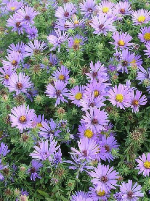 Aster Oblongifolius Aromatic Aster