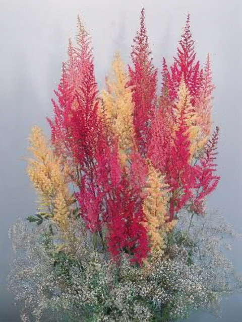 Astilbe arendsii Grande
