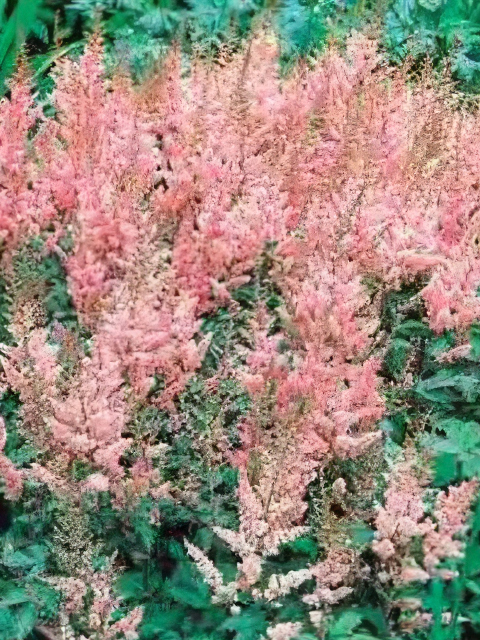 Astilbe chinensis Pumila