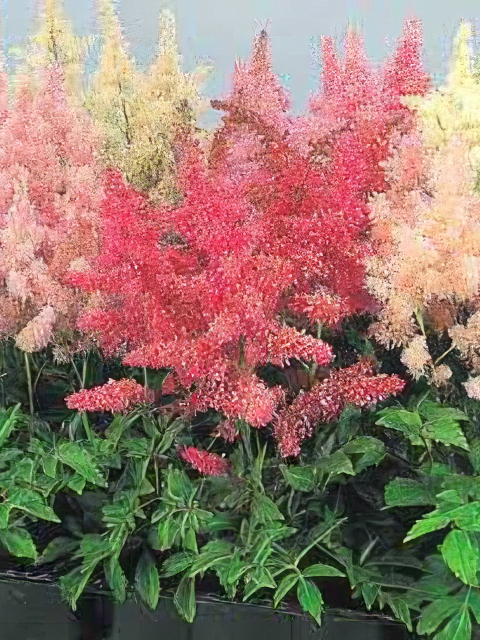 Astilbe chinensis Taquetii