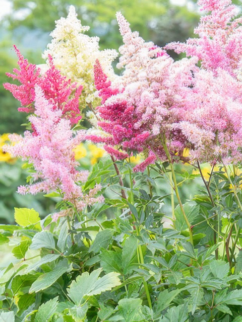 ASTILBE RHAPSODY