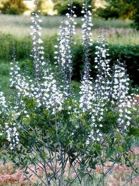 BAPTISIA ALBA