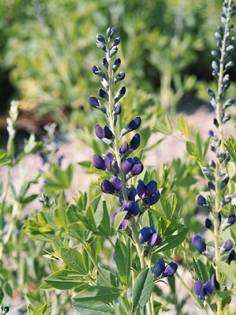 BAPTISIA AUSTRALIS