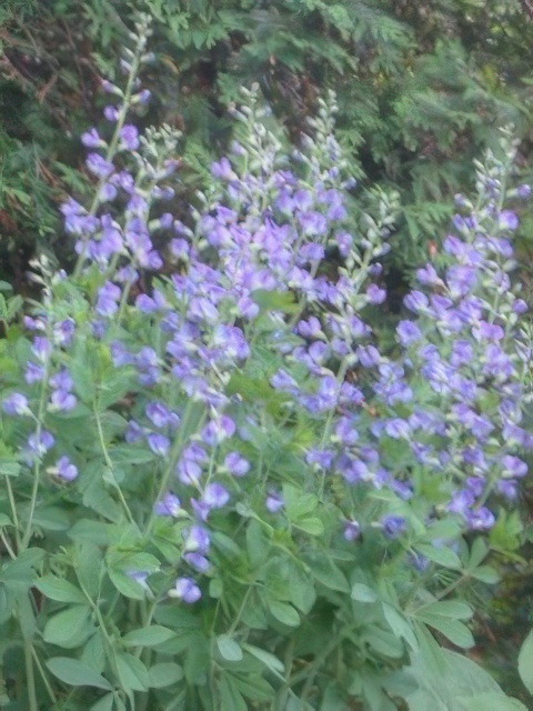 BAPTISIA CASPIAN BLUE