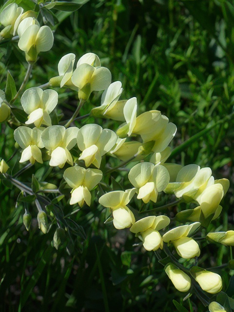 BAPTISIA LEUCOPHAEA