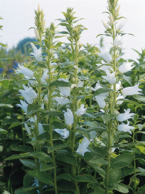 CAMPANULA LATIFOLIA ALBA