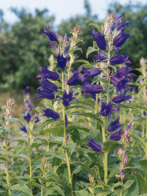Campanula latifolia Blue