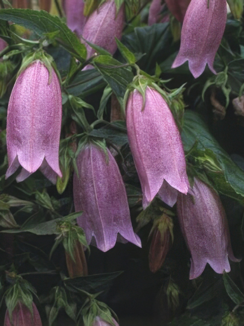 Campanula punctata