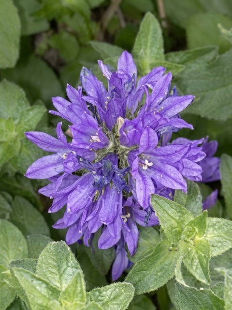 CAMPANULA SUPERBA
