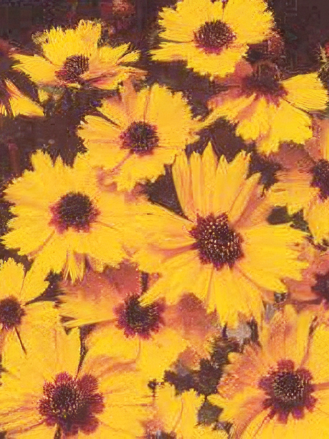 Coreopsis grandiflora Baby Sun