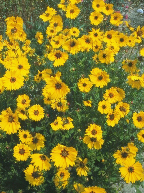 Coreopsis grandiflora Domino