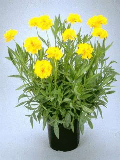 Coreopsis grandiflora Early Sunrise