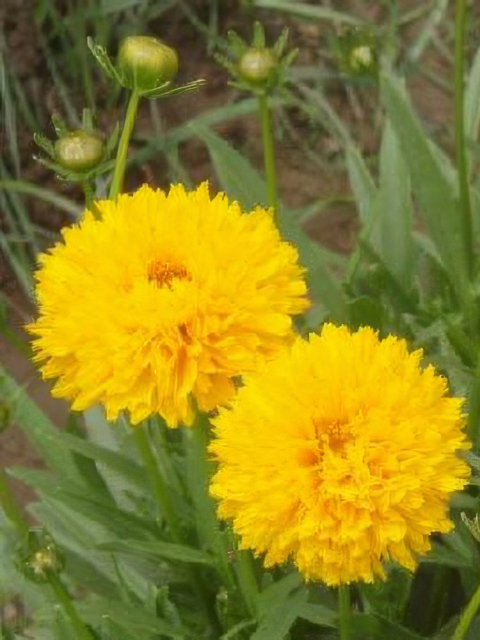 Coreopsis grandiflora Golden Globe Compact