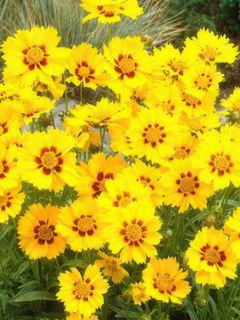 Coreopsis grandiflora Sterntaler