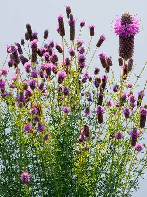 Dalea Purpurea