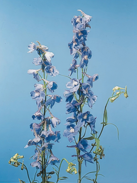 Delphinium Belladonna (Cliveden)