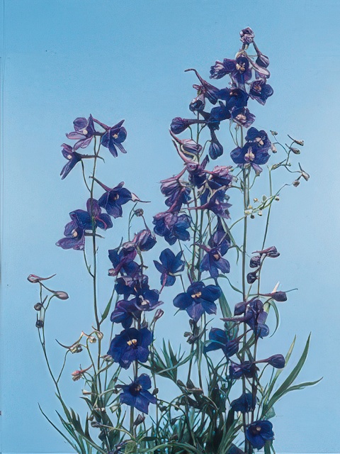 DELPHINIUM BELLAMOSUM