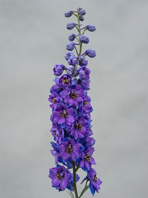DELPHINIUM BLACK KNIGHT