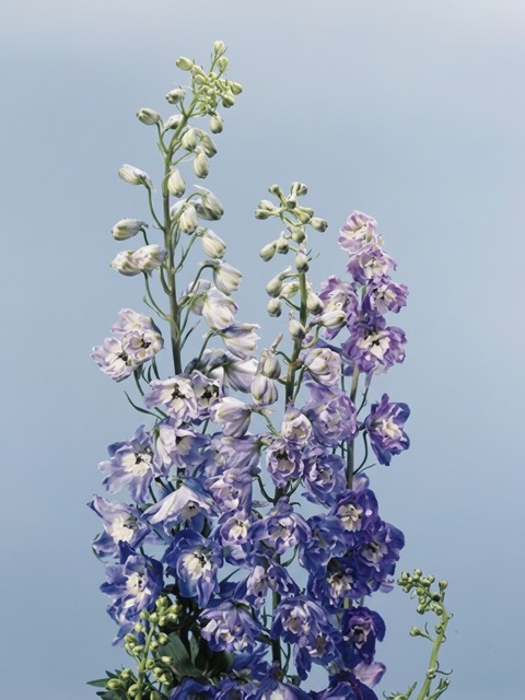 DELPHINIUM BLUE BIRD
